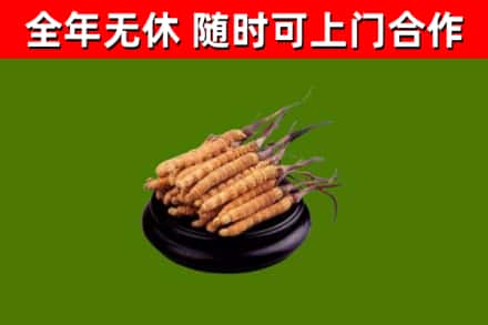 华阴市回收散虫草